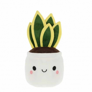 Sansevieria Mignonne