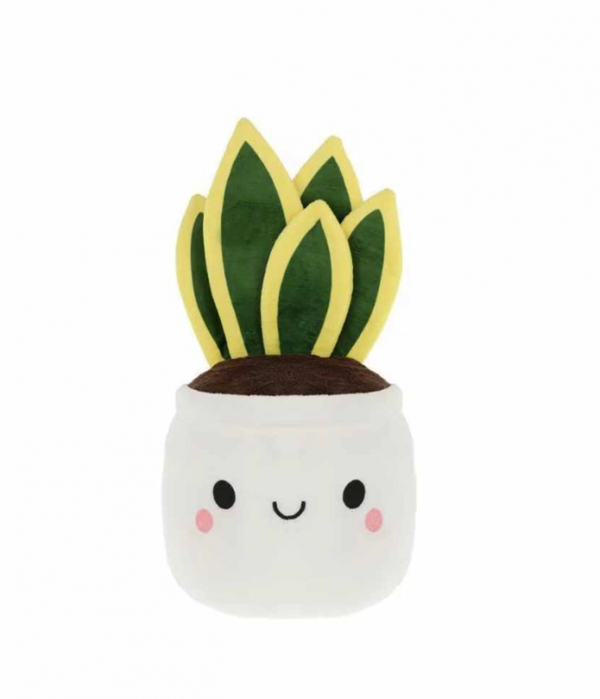 Sansevieria Mignonne