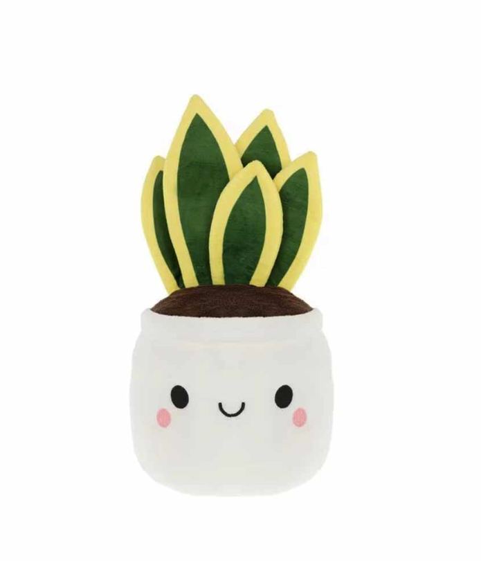 Capture d'écran 2025-07-09 144643 Sansevieria Mignonne