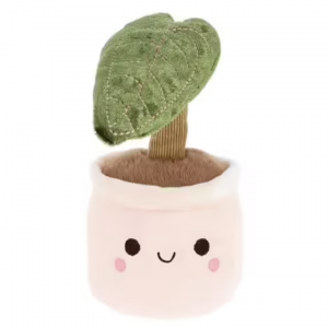 Alocasia Mignonne